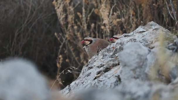 彼らの自然の生息地で2羽の岩の鳥の静止したクローズアップ映像 — ストック動画