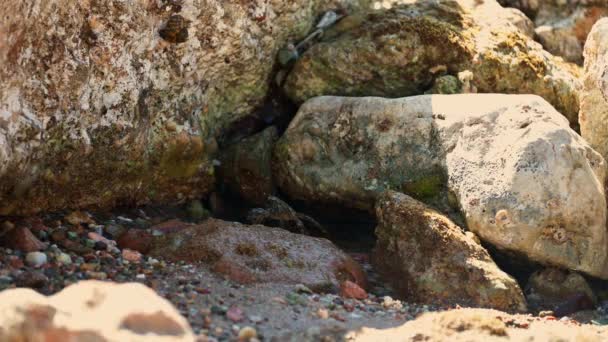 录像显示一只螃蟹站在岩石上的巢前 冲向它 — 图库视频影像
