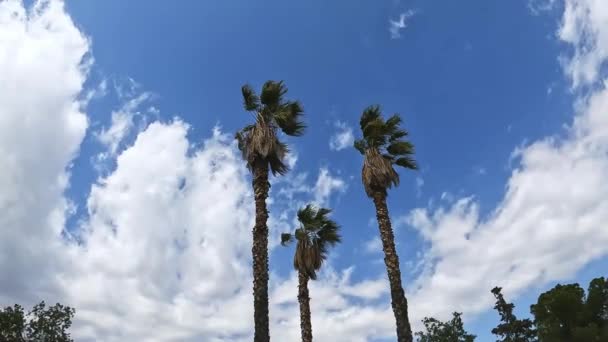 Video Zoom Out Menunjukkan Tiga Pohon Palem Terguncang Oleh Angin — Stok Video