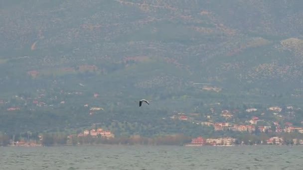 Flamingo Licit Repül Tenger Felett Egy Felhős Ködös Napon — Stock videók