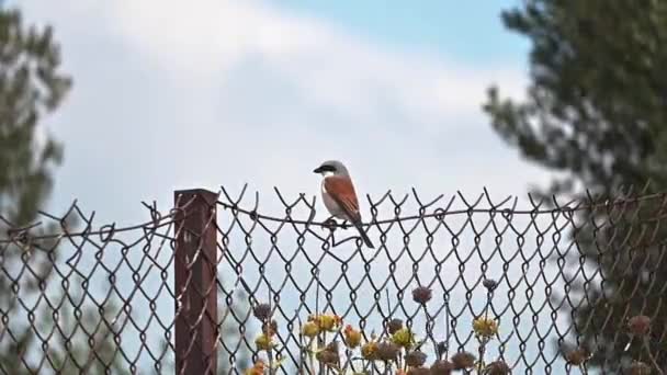 Feche Filmagem Pássaro Camarão Vermelho Sentado Uma Cerca Ferro Céu — Vídeo de Stock