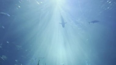 Güney Kore akvaryumunda balık sürüsü 