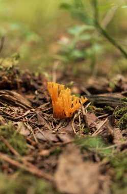 Orman mantarlarının güzel yakın çekimi. Mantar topluyorum. Mantar fotoğrafı, orman fotoğrafı, orman geçmişi. Yüksek kalite fotoğraf