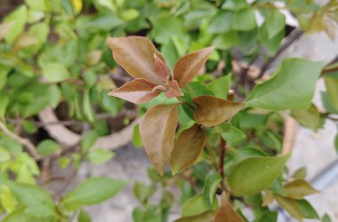 Bahçe fotoğrafında yağmur damlaları olan yeni yeşil yapraklar