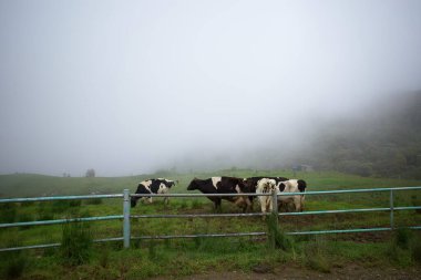View of several cows eating grass at the Desa Dairy Farm