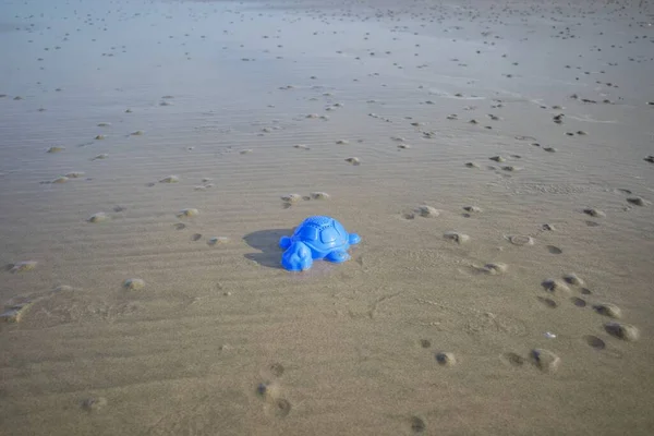 Blue turtle sand toy at the beach during the day