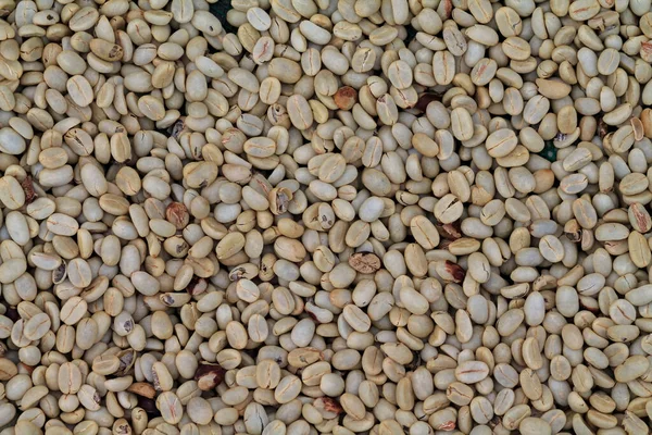 Кофейные Зерна Которые Высушены Солнце Потому Находятся Процессе Естественной Сушки — стоковое фото