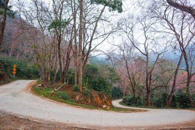 Turistlerin Sakura 'yı görmek için Tayland' a gitmesi için geçen yol, kışın kiraz çiçeklerini görmek için yürüyebilen ya da sürebilen bir yoldur. Çünkü kiraz çiçekleri Aralık 'tan Şubat' a kadar çiçek açmaya başlayacaktır..