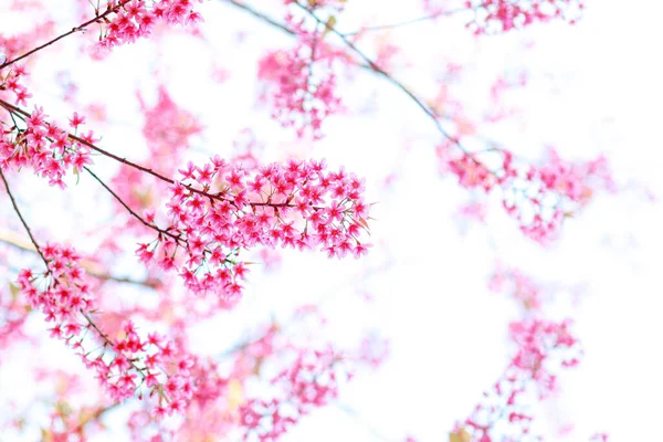 Pink Cherry Blossoms Bloom Beautifully Winter Thailand Pink Cherry Blossoms — Stock Photo, Image