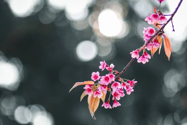 Die Rosafarbenen Kirschblüten Blühen Winter Thailand Wunderschön Und Die Rosafarbenen — Stockfoto