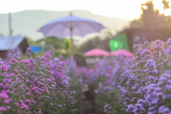 紫色のマーガレットの花畑は 観光客がお土産として写真を撮るために植えられた花の茂みで 紫色のマーガレットはその美しさから観光客にも人気があります — ストック写真