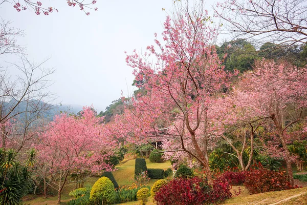 Růžové Květy Třešní Krásně Kvetou Zimě Thajska Růžové Květy Třešní — Stock fotografie