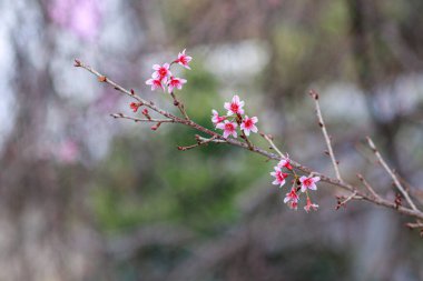 Smooth Focus pink cherry blossoms that are starting to bloom at Baan Hmong Khun Chang Khian in Chiang Mai is popular for tourists to see beautiful pink cherry blossoms blooming every winter