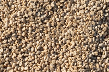 background of large amount of coffee beans that are harvested and then sun dried is one of processes for producing coffee beans to be roasted and packaged into roasted coffee bean products for sale.