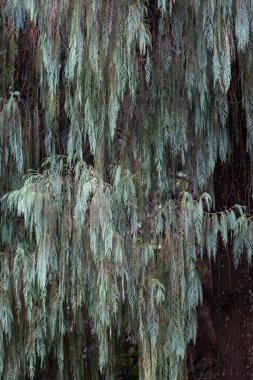 The background of many small green leaves in the Top View view looks beautiful and unusual. It is a natural background with bright green color and copy space for inserting text for advertising.