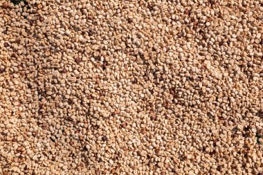 background of large amount of coffee beans that are harvested and then sun dried is one of processes for producing coffee beans to be roasted and packaged into roasted coffee bean products for sale.
