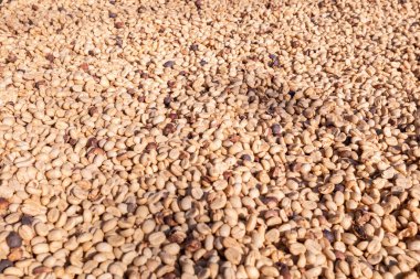 background of large amount of coffee beans that are harvested and then sun dried is one of processes for producing coffee beans to be roasted and packaged into roasted coffee bean products for sale.