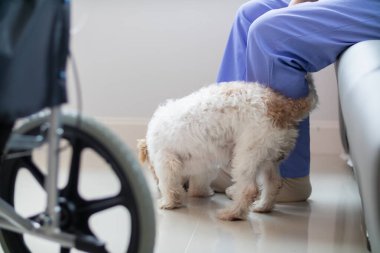 Bayan veteriner, veteriner teşhis koymadan ve evde eşek arılarını tedavi etmeden önce sağlık kontrolü ve iyileşme kontrolü için köpekle oynuyor.