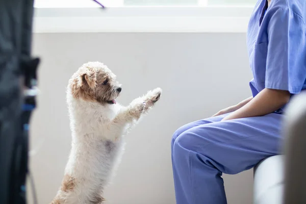 Female Veterinarian Playing Dog Health Checks Checks Healing Injuries Veterinarian — Stock Photo, Image