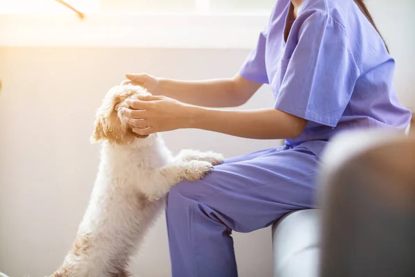 Veterinario Femenino Está Jugando Con Perro Para Chequeos Salud Chequeos —  Fotos de Stock
