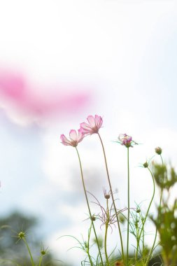 Bahçedeki kozmos çiçeği arka planı kozmos çiçekleri ile fotoğraf çekmeyi sevenler için bir süs bitkisi olarak ekilmiştir..