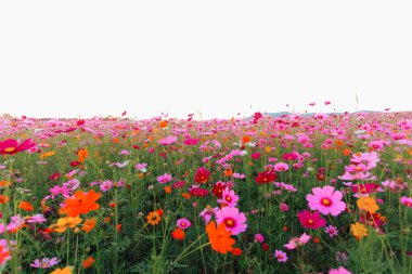 Bahçedeki kozmos çiçeği arka planı kozmos çiçekleri ile fotoğraf çekmeyi sevenler için bir süs bitkisi olarak ekilmiştir..