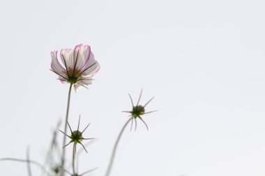 Bahçedeki kozmos çiçeği arka planı kozmos çiçekleri ile fotoğraf çekmeyi sevenler için bir süs bitkisi olarak ekilmiştir..