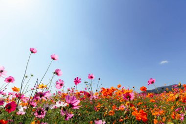 Bahçedeki kozmos çiçeği arka planı kozmos çiçekleri ile fotoğraf çekmeyi sevenler için bir süs bitkisi olarak ekilmiştir..