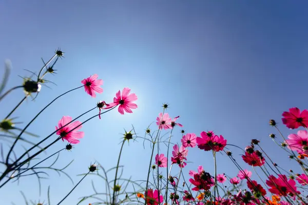 Cosmos Flower Background Garden Planted Ornamental Plant Those Who Take — Stock Photo, Image