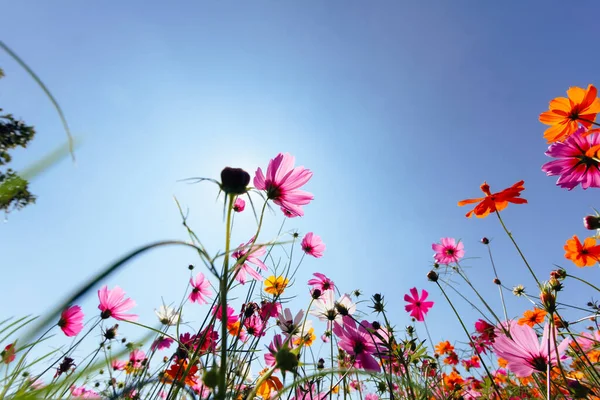 園内のコスモスの花の背景は コスモスの花で記念撮影をしたい人のための観賞植物として植えられています — ストック写真