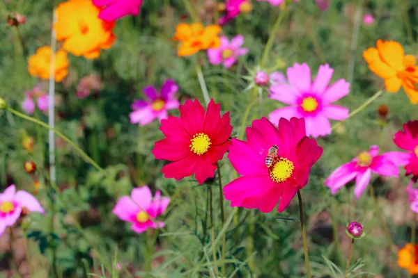 園内のコスモスの花の背景は コスモスの花で記念撮影をしたい人のための観賞植物として植えられています — ストック写真