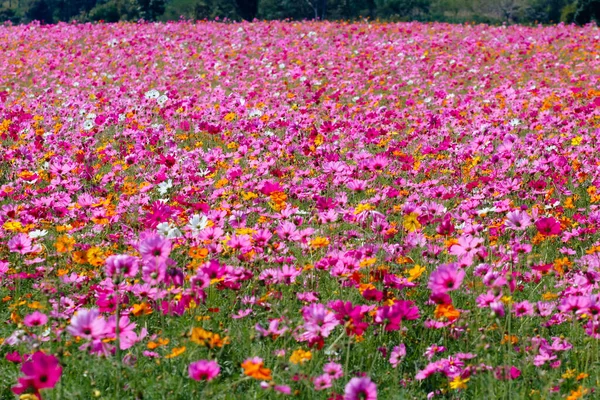 The cosmos flower background in the garden is planted as an ornamental plant for those who like to take pictures with cosmos flowers to take a memorial photo in the vast field of cosmos flowers.