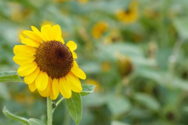Yazın parlak sarı renkli bir ayçiçeğinin arkaplan resmi dekorasyon için ekilmiş bir ayçiçeğidir. Ayçiçeği alanı arkaplanı ve metin için boşluk kopyala