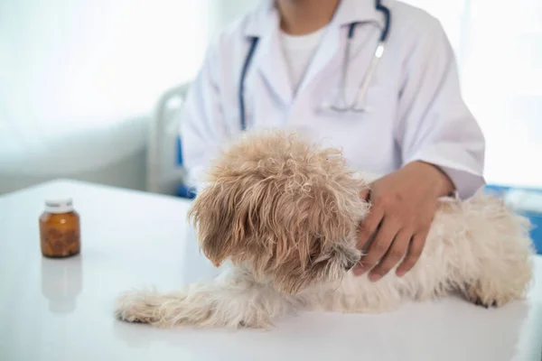 veterinarian is examining sick dogs so they can give you right medication and vaccinations to treat them. taking care of your pet or dog health by having veterinarian diagnose an illness and treat it.
