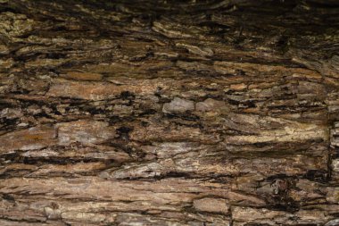 Ağaçlar büyüdükçe kabuğun arka planı doğal ürünler tasarlamak için uygun güzel ve renkli bir arka plan ve reklam metinleri için kopyalama alanı var..