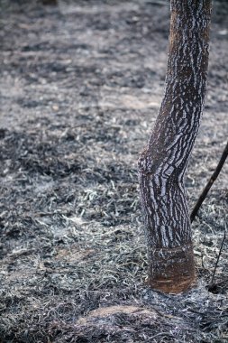 Siyah küle dönüşmüş çimen alanının arka planı ve doğal arka planda fotokopi uzayı ile birlikte siyah kül deseni var. Kopya Alanı ile yanmış çimlerin siyah arkaplanı