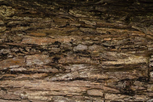 Ağaçlar büyüdükçe kabuğun arka planı doğal ürünler tasarlamak için uygun güzel ve renkli bir arka plan ve reklam metinleri için kopyalama alanı var..