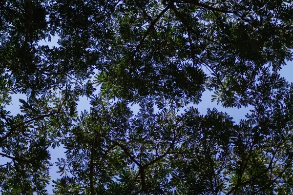 在明亮的蓝天背景下 森林中高大的树枝和树叶的轮廓形成了鲜明的对比 背景图片有许多背对着天空的叶子轮廓 上面有文字的空间 — 图库照片