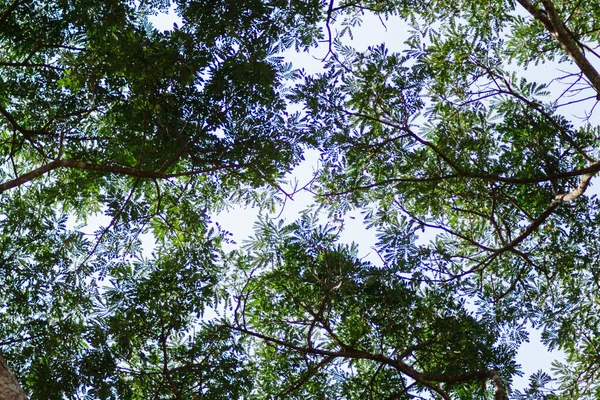 Silhuetas Galhos Folhas Árvores Altas Dentro Floresta São Contrastadas Com — Fotografia de Stock
