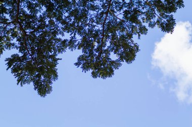 Ormandaki dalların siluetleri ve uzun ağaçların yaprakları parlak mavi gökyüzünün zeminiyle zıt yöndedir. arkaplan, gökyüzüne karşı pek çok yaprak silueti ve metin için boşluk içerir.