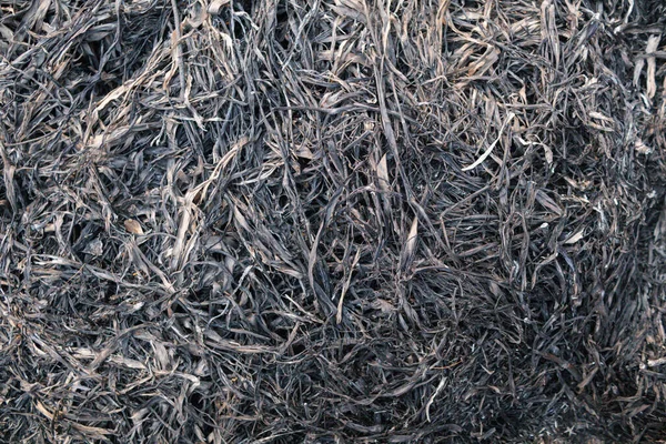 background of grass field that has been burnt to black ash and has black ash pattern on natural looking background with Copy Space for text. Black background of burnt grass with Copy Space