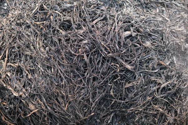 Background Grass Field Has Been Burnt Black Ash Has Black — Stock Photo, Image