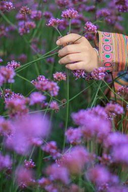 Güzel bir bayan turist, Chiang Mai eyaletinin kışın açan çiçek bahçesinde eğleniyor ve kadın turistler de güzel çiçek bahçesinde fotoğraf çekmeyi seviyor..