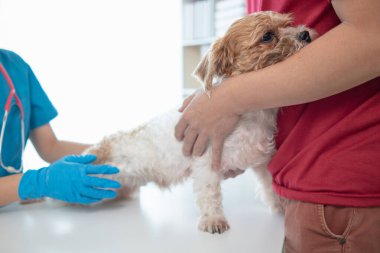 Veterinerler olası hastalıkları bulmak ve evcil hayvanın sağlığını sağlamak için köpeklere yıllık kontroller yapıyorlar. Veteriner köpeği tedavi için veteriner kliniğinde muayene ediyor.