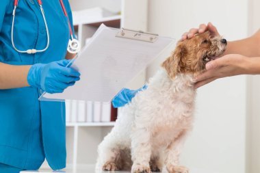 Veterinerler olası hastalıkları bulmak ve evcil hayvanın sağlığını sağlamak için köpeklere yıllık kontroller yapıyorlar. Veteriner köpeği tedavi için veteriner kliniğinde muayene ediyor.