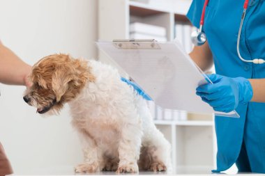 Veterinerler olası hastalıkları bulmak ve evcil hayvanın sağlığını sağlamak için köpeklere yıllık kontroller yapıyorlar. Veteriner köpeği tedavi için veteriner kliniğinde muayene ediyor.