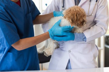 Veterinerler olası hastalıkları bulmak ve evcil hayvanın sağlığını sağlamak için köpeklere yıllık kontroller yapıyorlar. Veteriner köpeği tedavi için veteriner kliniğinde muayene ediyor.