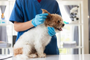 Veterinerler olası hastalıkları bulmak ve evcil hayvanın sağlığını sağlamak için köpeklere yıllık kontroller yapıyorlar. Veteriner köpeği tedavi için veteriner kliniğinde muayene ediyor.