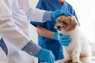 Veterinerler olası hastalıkları bulmak ve evcil hayvanın sağlığını sağlamak için köpeklere yıllık kontroller yapıyorlar. Veteriner köpeği tedavi için veteriner kliniğinde muayene ediyor.