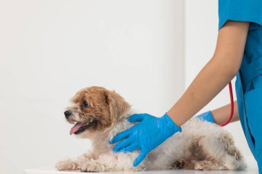 Veterinerler olası hastalıkları bulmak ve evcil hayvanın sağlığını sağlamak için köpeklere yıllık kontroller yapıyorlar. Veteriner köpeği tedavi için veteriner kliniğinde muayene ediyor.